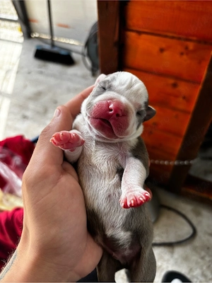 American bully XL blue si merle  - imagine 2