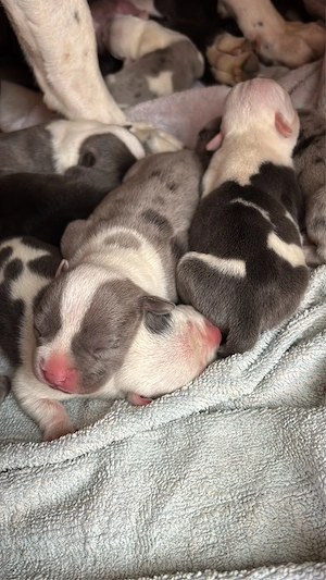 American bully XL blue si merle  - imagine 5