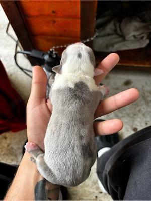 American bully XL blue si merle  - imagine 3