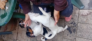 Jack Russel terrier tricolor - imagine 2