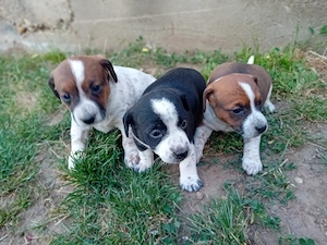 Vând pui Jack Russel Terrier  - imagine 3