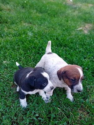 Vând pui Jack Russel Terrier  - imagine 2