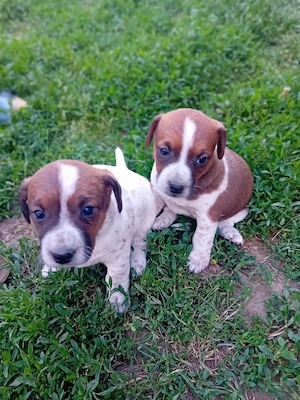 Vând pui Jack Russel Terrier  - imagine 5