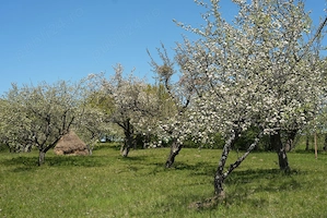 Teren 1 ha   Vedere de vis spre Breb și Creasta Cocoșului - imagine 3