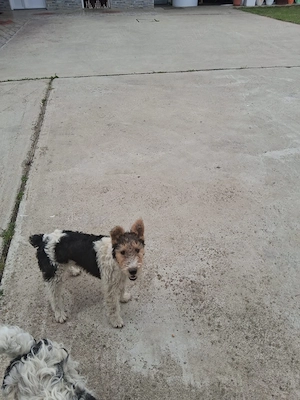 Vând femela Fox Terrier pui  - imagine 3