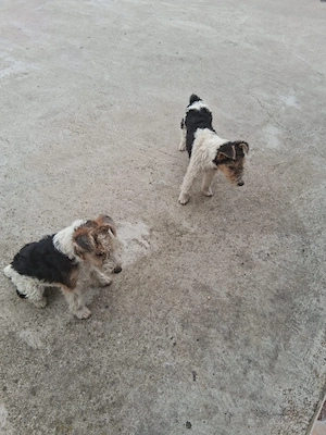 Vând femela Fox Terrier pui  - imagine 4
