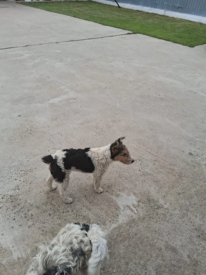 Vând femela Fox Terrier pui  - imagine 2