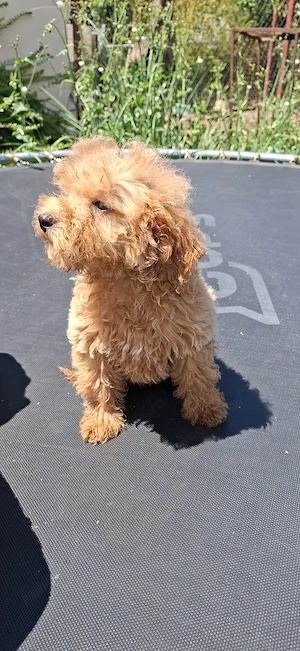 Pudel pitic ( caniche) - imagine 5