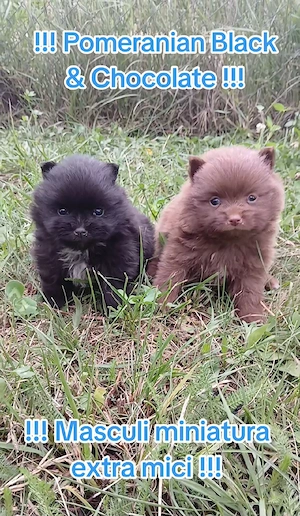 Asigur transport !!! Pui Pomeranian Ciocolatiu extra mic 261 grame !!!