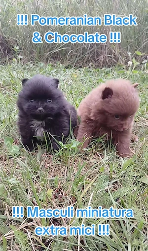 Asigur transport !!! Pui Pomeranian Ciocolatiu extra mic 261 grame !!! - imagine 3