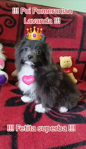 Asigur transport !!!Vand sau schimb Pui Pomeranian Lavanda superbi !!! - imagine 2