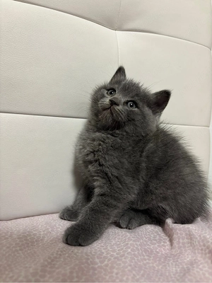 british shorthair blue - imagine 3