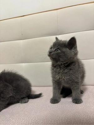 british shorthair blue