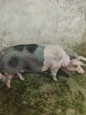 vand porci - imagine 2
