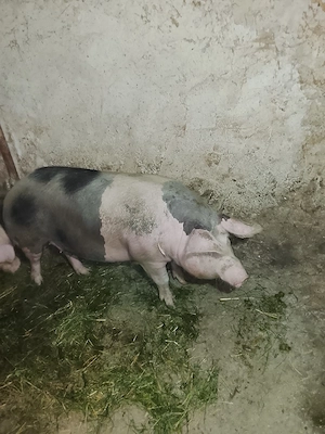 vand porci