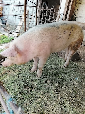 vand porci - imagine 4