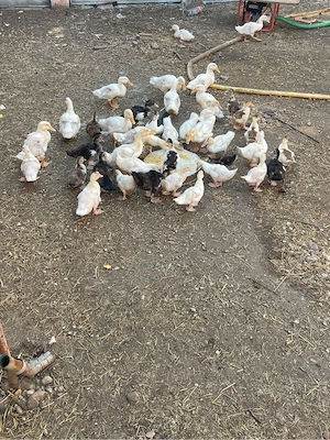 Rațe 5 saptamani 