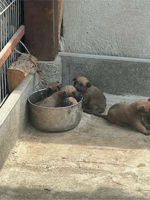 Vând pui Terrier Irlandez - Irish terrier - imagine 4
