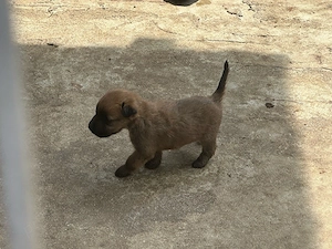 Vând pui Terrier Irlandez - Irish terrier - imagine 2