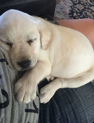 Labrador Golden  - imagine 3