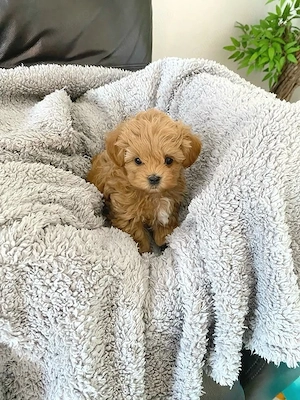 Maltipoo Pudel Caniche Mini Toy - imagine 4
