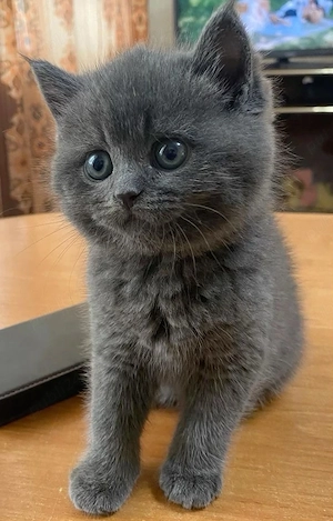 British Shorthair Blue