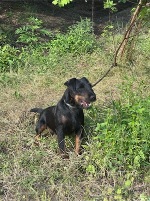 femela jagdterrier