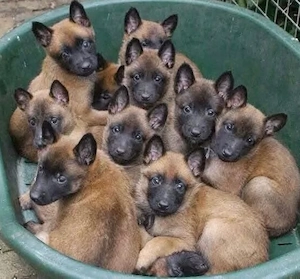 Vand puiuti ciobanesti belgieni malinois 