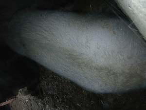 Porc 170 kg,marele alb - imagine 4