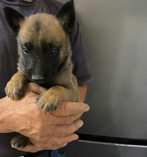 Vand puiuti ciobanesti belgieni malinois 
