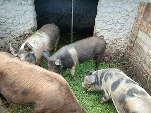Porci de casă de vanzare  - imagine 3