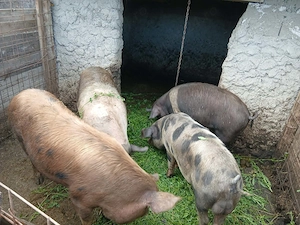 Porci de casă de vanzare  - imagine 2