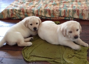 Laborator Retriever  - imagine 2