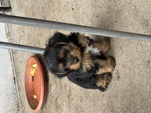 Vand pui Yorkshire Terrier - imagine 2