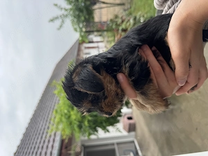 Vand pui Yorkshire Terrier - imagine 3