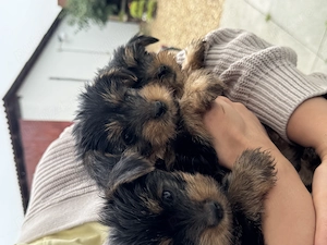 Vand pui Yorkshire Terrier - imagine 4