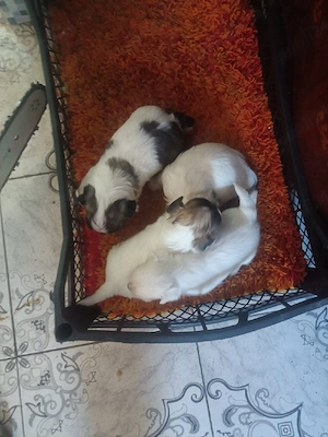 Vand catei bichon maltez - imagine 2