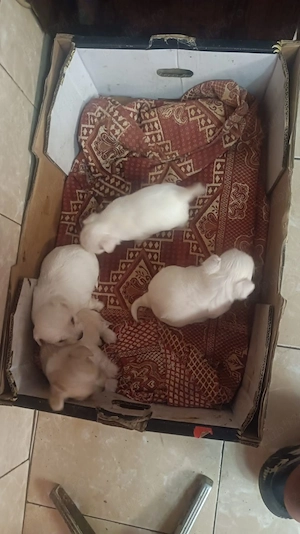 Vand catei bichon maltez - imagine 3