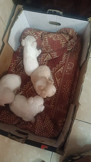 Vand catei bichon maltez - imagine 4