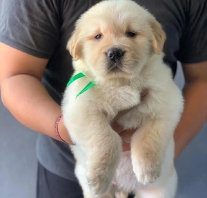 Golden Retriever 