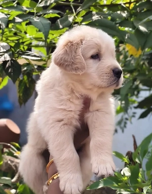 Golden Retriever 