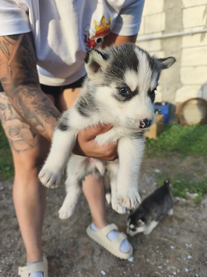 pui de husky  - imagine 4