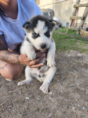 pui de husky  - imagine 3