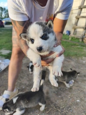 pui de husky  - imagine 2