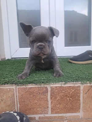 buldog francez blue - imagine 4