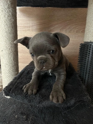 buldog francez blue