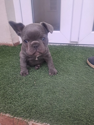 buldog francez blue - imagine 5