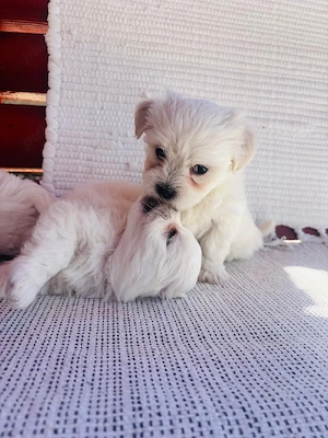 Bichon maltez - imagine 5
