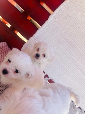 Bichon maltez - imagine 2