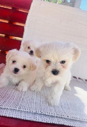 Bichon maltez - imagine 4